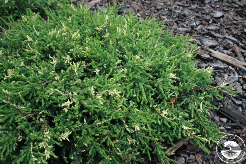 Juniperus spotty-spreader