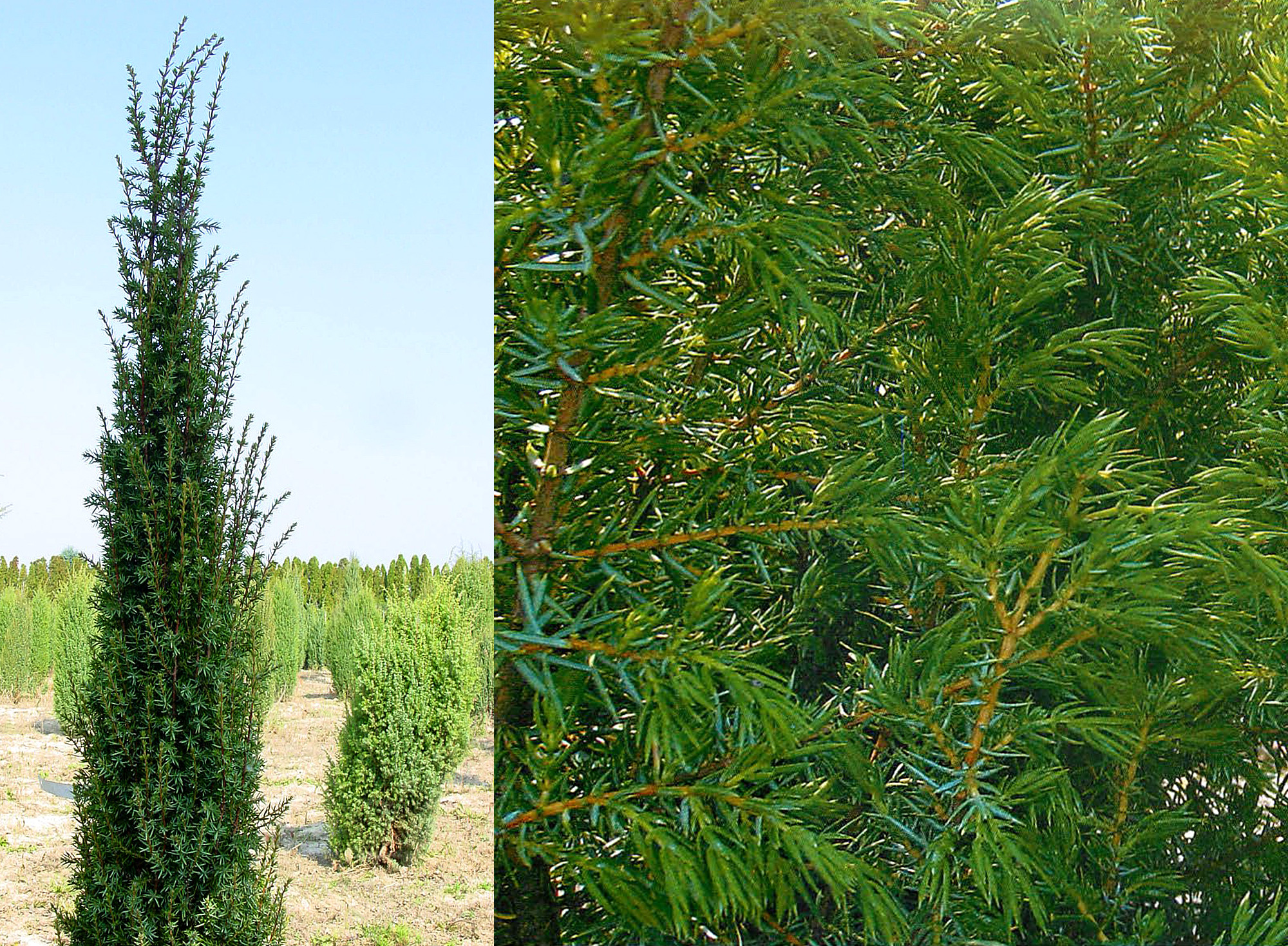 Juniperus communis \'Cracovia\'